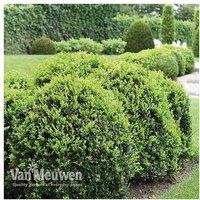 25 Evergreen Box Hedging Shrubs - Compact Potted Plants for Borders