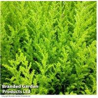 Up To 6 Cupressus Goldcrest Plants