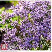 Up To 3 Limonium Dazzle Rocks Plants
