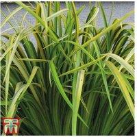Acorus Gramineus 'Ogon' - Variegated Grass