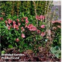 Alstroemeria 'Summer Rose' Flowering Perennial - Compact, Long-Blooming Plant