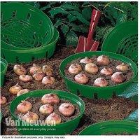 Up To 10 Bulb Planting Baskets