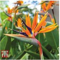 Enchanting Strelitzia Bird Of Paradise Plants - Exotic Flowering Perennial