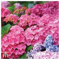 Hydrangea Early Pink Flowering Shrubs