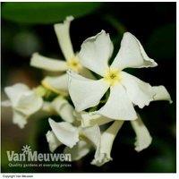 Trachelospermum Jasminoides Star Jasmine - Evergreen Flowering Climber, 9M