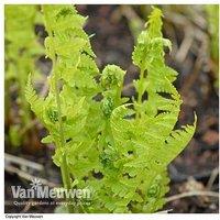 Up To 3 Shuttlecock Fern Plants