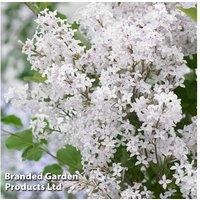 Lilac Flowerfesta White Shrub - Compact & Fragrant