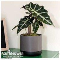 Up To 3 Alocasia Amazonica Houseplants