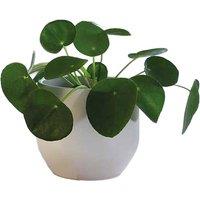 Chinese Money Plant Duo - Pilea peperomioides, Compact Evergreen Indoor Houseplant