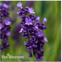 Fragrant English Lavender 'Hidcote' Shrub - RHS Awarded, 60cm