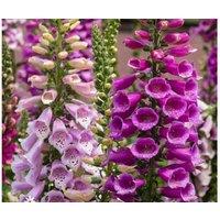 Foxglove Dalmatian Flowering Perennial Plug Plants - 24 Pack