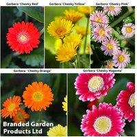 Cheeky Gerbera Mixed Perennial Plants - Vibrant Flowering Bedding for Borders & Containers