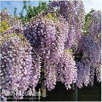 Wisteria Prolific - 1 Or 2 Potted Plants