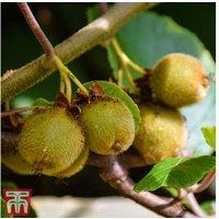 Lush Kiwi Jenny Self-Fertile Plant Trio