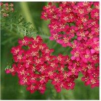 Radiant Achillea Cerise Queen Plants - Up to 24