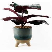 35Cm Ficus Artificial Plant, Ceramic