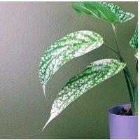 35cm Spotted Leopard Faux Indoor Plant - Low Maintenance