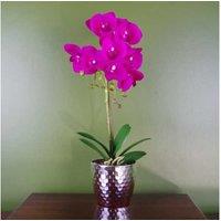 Gorgeous 50Cm Phalaenopsis Orchid