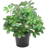 55Cm Artificial Evergreen Ficus Tree