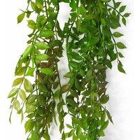 Gorgeous Indoor Hanging String Of Pearls Fern Plant