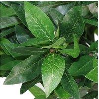Indoor Artificial Bay Laurel Ball Trees - Low Maintenance, Evergreen Beauty