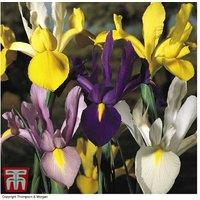 50, 100 or 200 Mixed Iris Bulbs - Vibrant Perennial Blooms