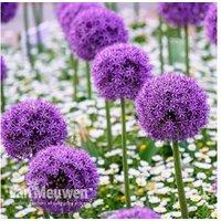 Up To 30 Allium Purple Sensation Bulbs