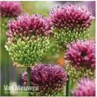 Up To 100 Allium Sphaerocephalon Bulbs