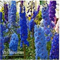 Delphinium Pacific Hybrids - Majestic Perennials