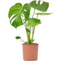 Monstera Deliciosa Houseplant - 12cm Pot, Evergreen Indoor Foliage