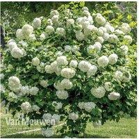 Viburnum Snowball Shrubs - Enchanting Blooms