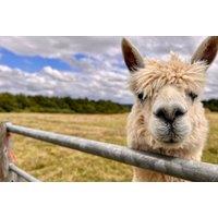 Alpaca Meet & Greet - Child Option - Shropshire