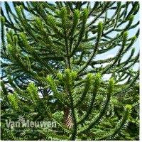 Enchanting Evergreen Monkey Puzzle Tree