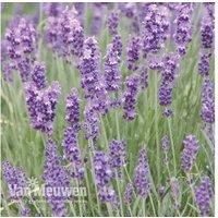 Lavender 'Munstead' Perennial Plants