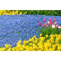 Muscari armeniacum Spring Flowering Bulbs - Hardy Perennial, Deep Blue Blooms (Up to 340 Bulbs)