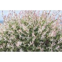 Salix Flamingo Standard Trees - Rhs Award-Winning