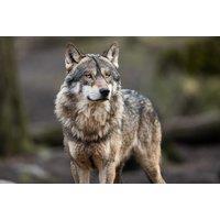 Adopt A Wolf At Wildwood Trust - 3 Package Levels, Personalised Plaque, Certificate & Entrance Tickets - Gift Options Available