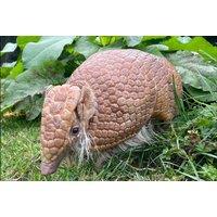 Private Armadillo Experience For 4 With Zoo Entry