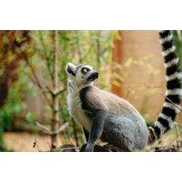 Private Lemur Experience For 4 With Zoo Entry