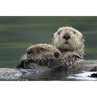 Adopt An Otter At Wildwood Trust - 3 Adoption Pack Options With Certificates, Photos & Park Entry - Gift-Friendly
