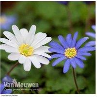 Anemone Blanda Mixed Bulbs - Perennial Flowers