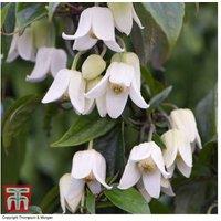 Clematis 'Winter Beauty' Evergreen Climber with Tower Pot - Winter Flowering, Up to 4m