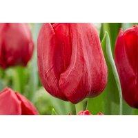 Mixed Tulip Patio Bulbs - Flowering Spring Perennial, 40 or 80 Pack