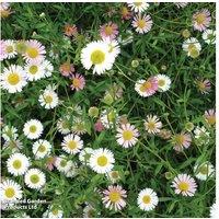 Erigeron Stallone Perennial Daisy - 15 or 30 Flowering Plants
