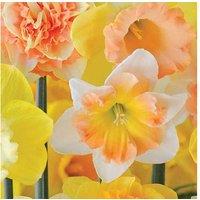 Daffodil Citrus Sorbet Bulbs In Pack Of 25 Or 50