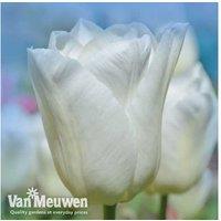 Tulip Single Early White Prince