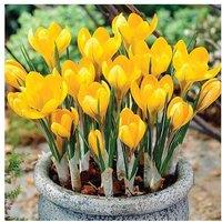 Up To 80 Crocus Yellow Mammoth Bulbs With 3 Options