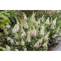 Buddleia Butterfly Candy Shrubs - 4 Colours