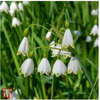 Leucojum Aestivum Bulbs In Pack Of 5 Or 10 Or 20