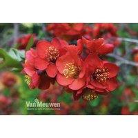 Chaenomeles Superba: Vibrant Flowering Shrub